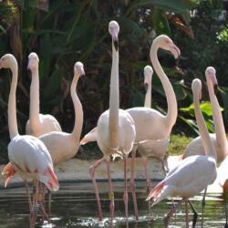 Limassol Zoo Flamingos