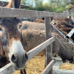 Donkeys Farm