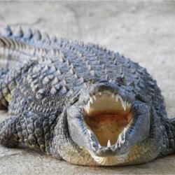 Pafos Zoo Crocodiles