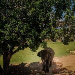 Pafos Zoo Elephants