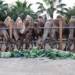 Mazotos Camel Park